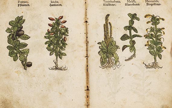 Otto Brunfels - Kreüterbuch contrafayt. - Angebunden: Herbarum imagines vivae (Egenolff 1535) - Weitere Abbildung
