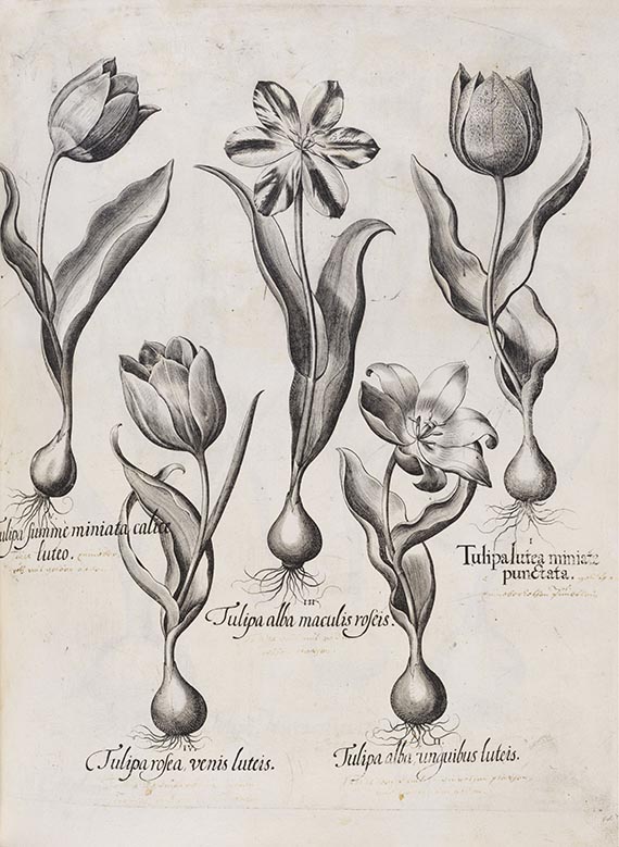 Basilius Besler - Hortus Eystettensis - Weitere Abbildung