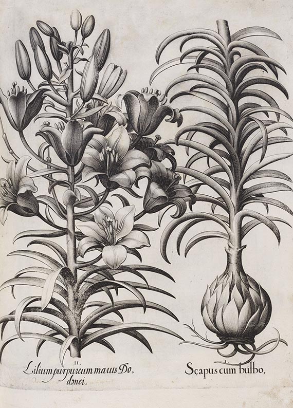 Basilius Besler - Hortus Eystettensis - Weitere Abbildung