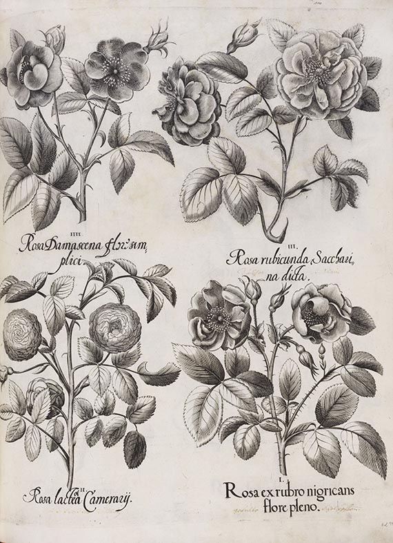 Basilius Besler - Hortus Eystettensis - Weitere Abbildung