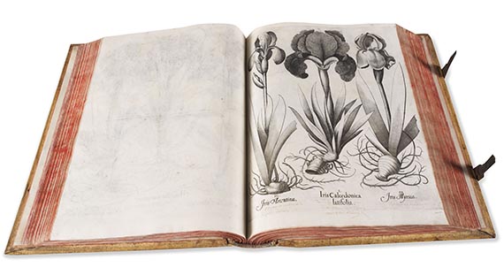 Basilius Besler - Hortus Eystettensis - Weitere Abbildung