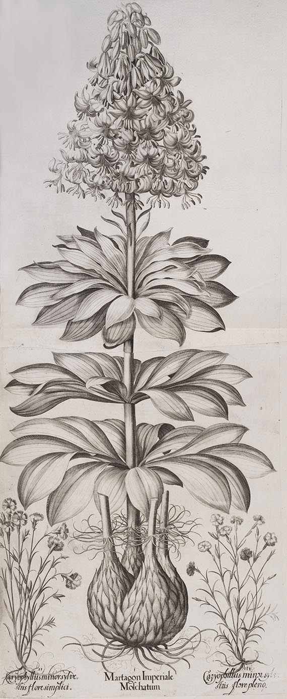 Basilius Besler - Hortus Eystettensis - Weitere Abbildung