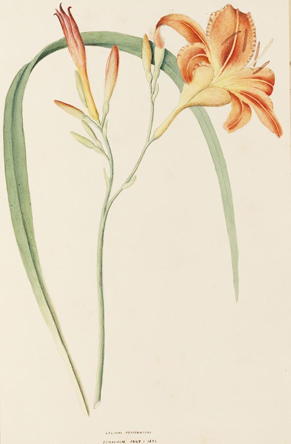   - Wild Flowers. Sammelalbum mit 39 Aquarellen