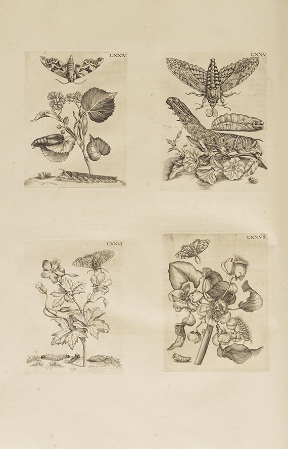 Maria Sibylla Merian - Surinaamsche Insecten (&) Europische Insecten - Weitere Abbildung