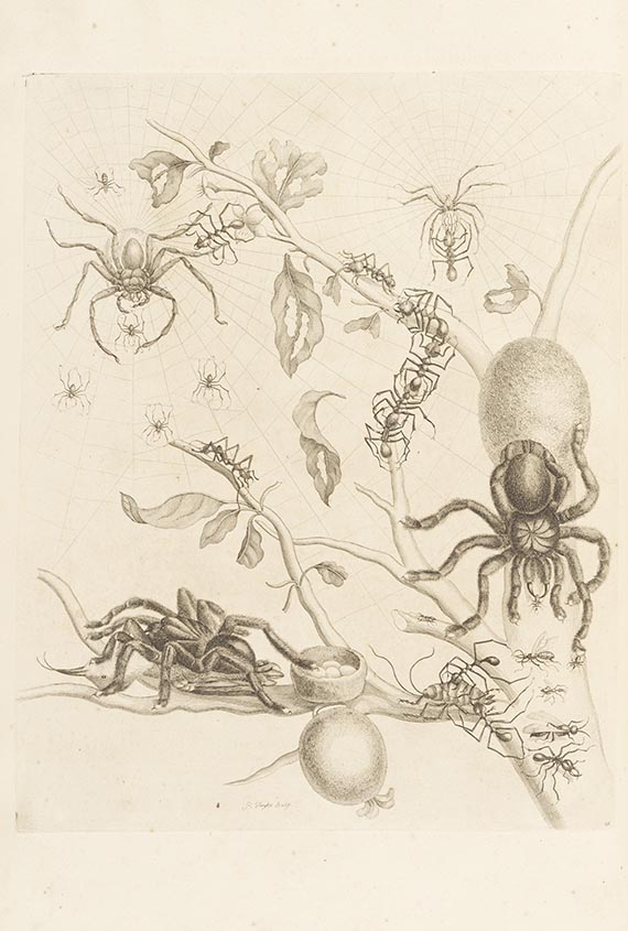 Maria Sibylla Merian - Surinaamsche Insecten (&) Europische Insecten - Weitere Abbildung