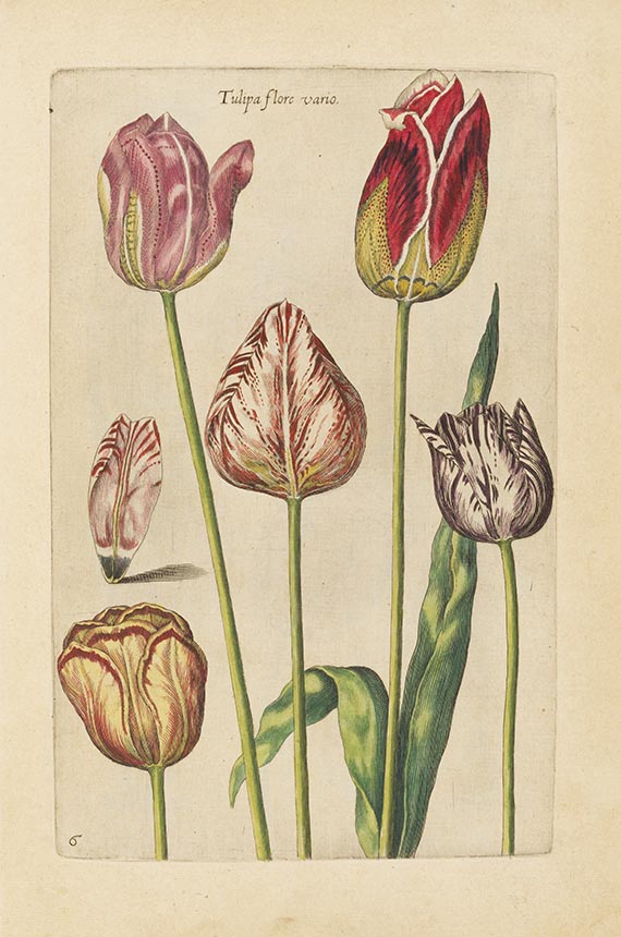 Johannes Theodor de Bry - Florilegium novum ... New Blumbuch