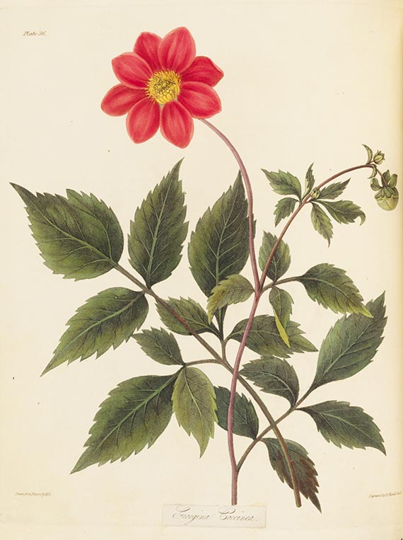 Margaret Roscoe (Mrs Edward Roscoe) - Floral seasons