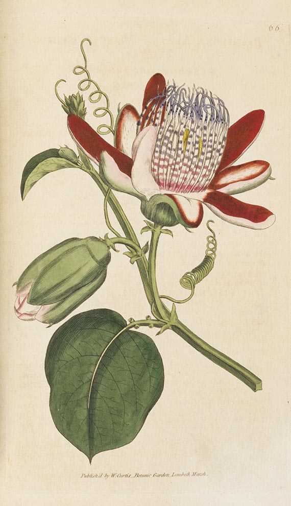 William Curtis - The botanical magazine. 6 Bde. Dabei: J. Paxton u. A. Pratt