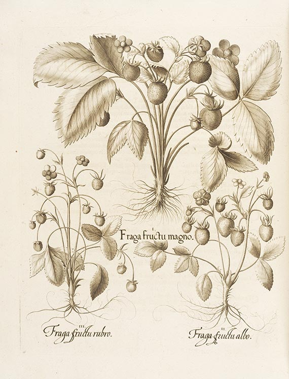 Basilius Besler - Hortus Eystettensis. 2 Bände - Weitere Abbildung