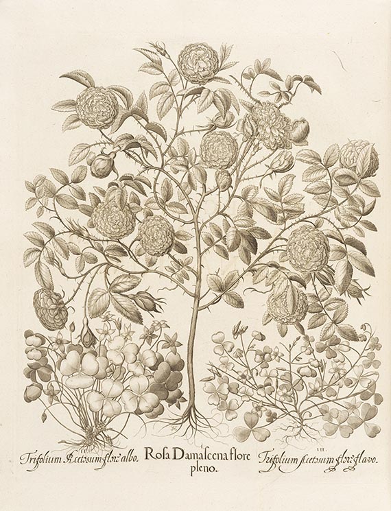 Basilius Besler - Hortus Eystettensis. 2 Bände - Weitere Abbildung